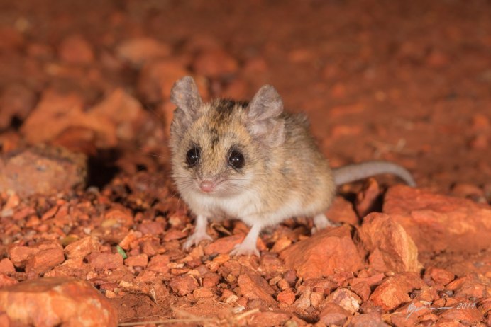 Толстохвостая сумчатая мышь