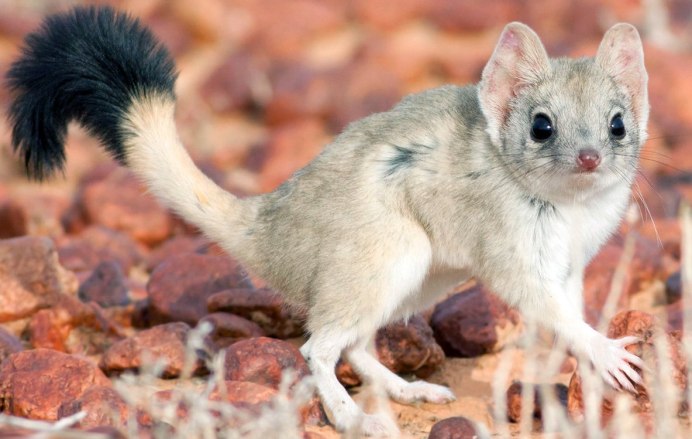 Сумчатый тушканчик Австралии