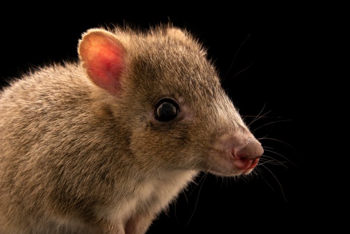 Кенгуровые крысы (сумчатые)