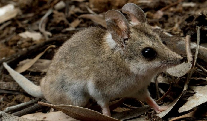 Северная сумчатая мышь