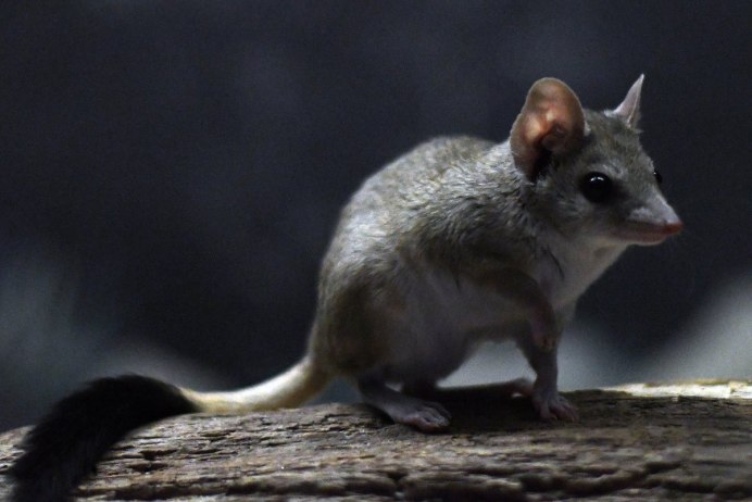 Сумчатая мышь Австралии