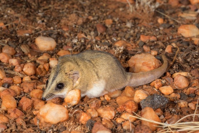 Толстохвостая сумчатая Соня