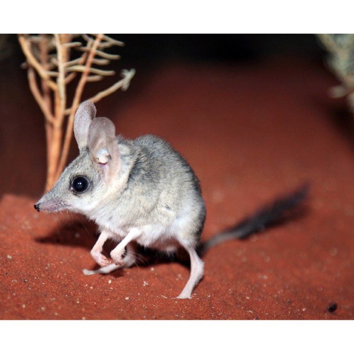 Сумчатый тушканчик Австралии