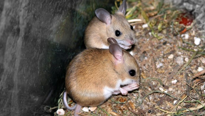 Болотная сумчатая мышь