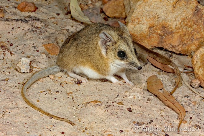Сумчатый тушканчик Австралии