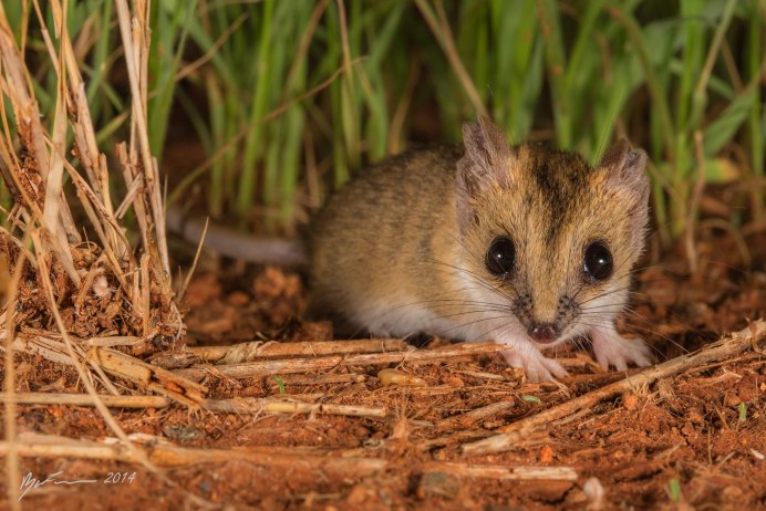 Сумчатая мышь Кимберли