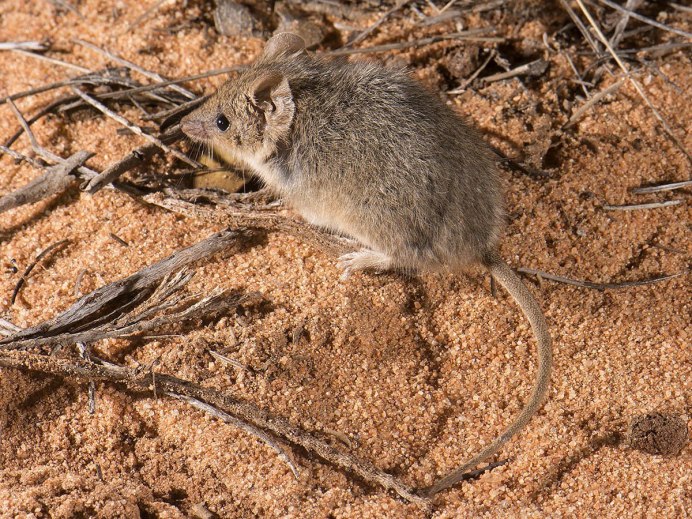 Гребнехвостая мышевидка-мульгара
