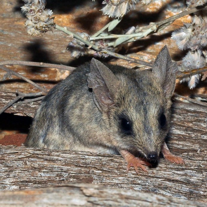 Сумчатая мышь Австралии