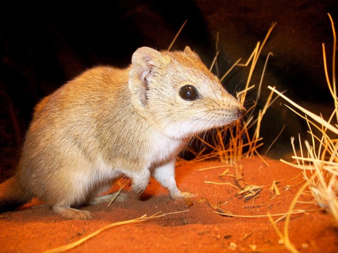 Сумчатый тушканчик Австралии