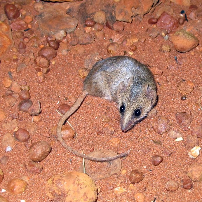 Сумчатые Ковари