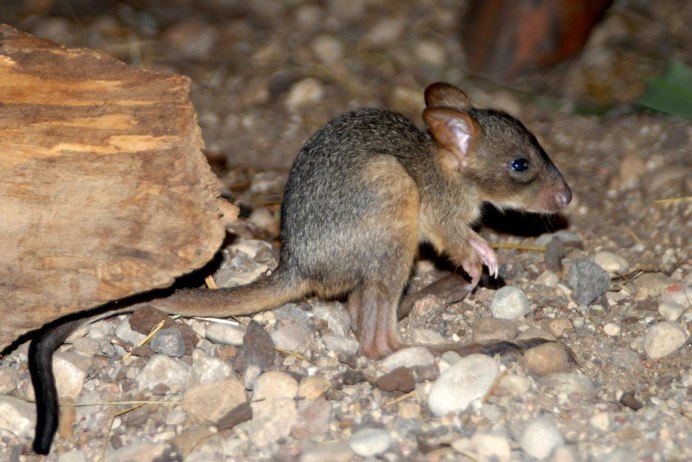 Сумчатый тушканчик Австралии