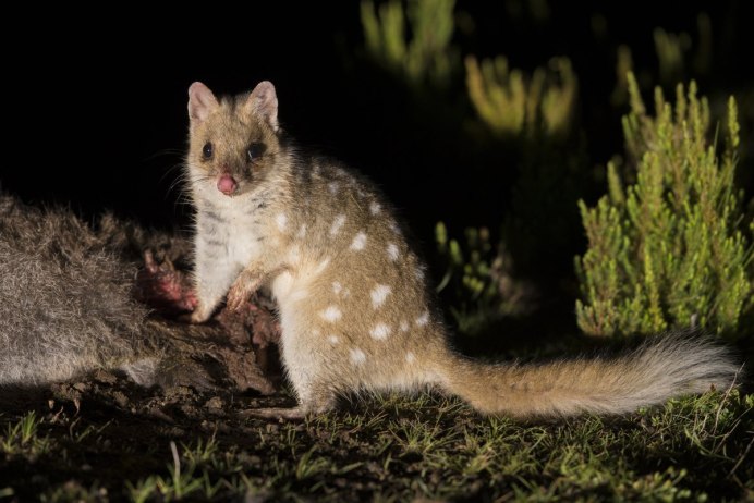 Австралийский тушканчик