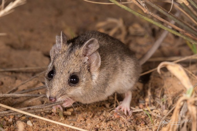 Бурая сумчатая мышь