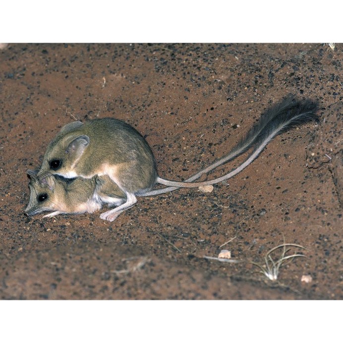 Гребнехвостая сумчатая мышь