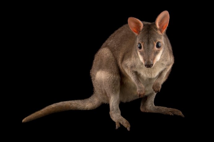 Мышь кенгуру