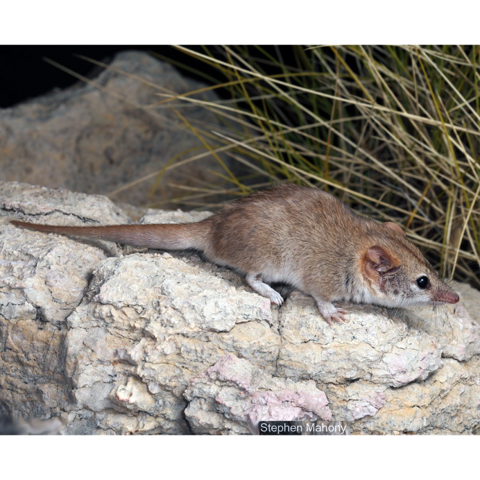 Тафа сумчатая крыса