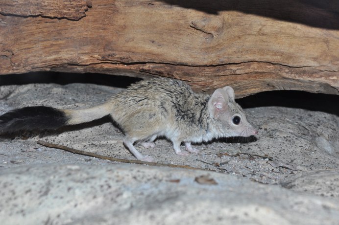 Мохноногая сумчатая мышь