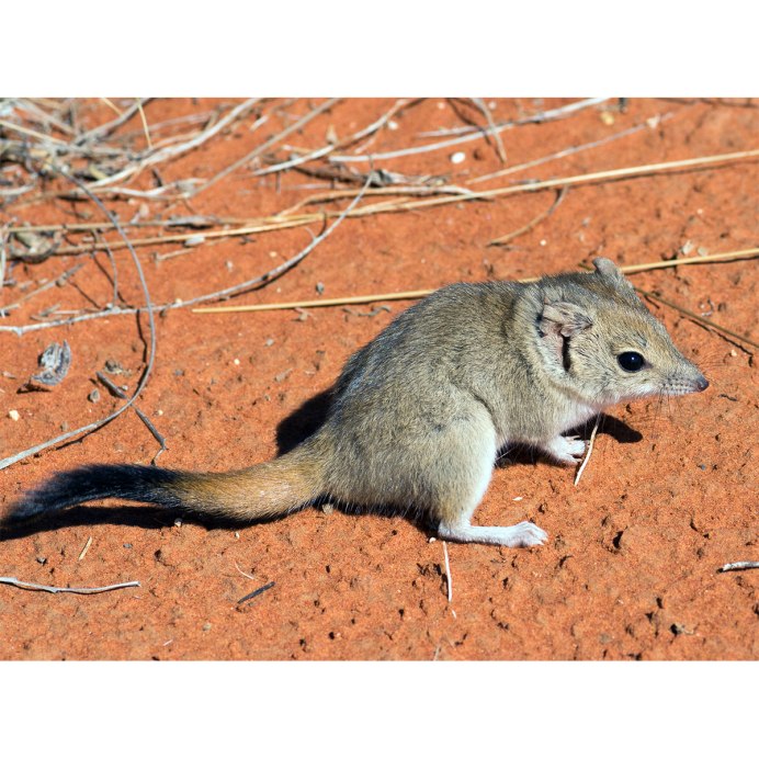 Толстохвостая сумчатая мышь