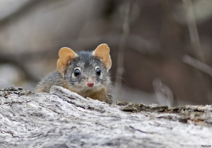 Сумчатые Ковари