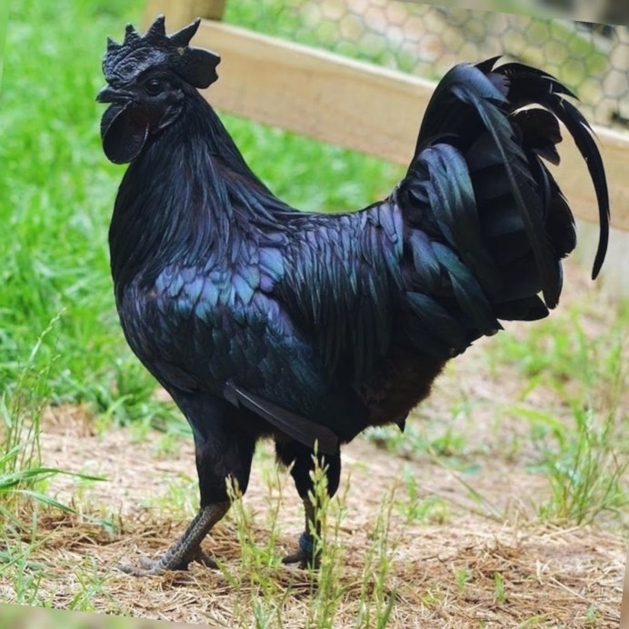 Цыплята породы Ухейилюй