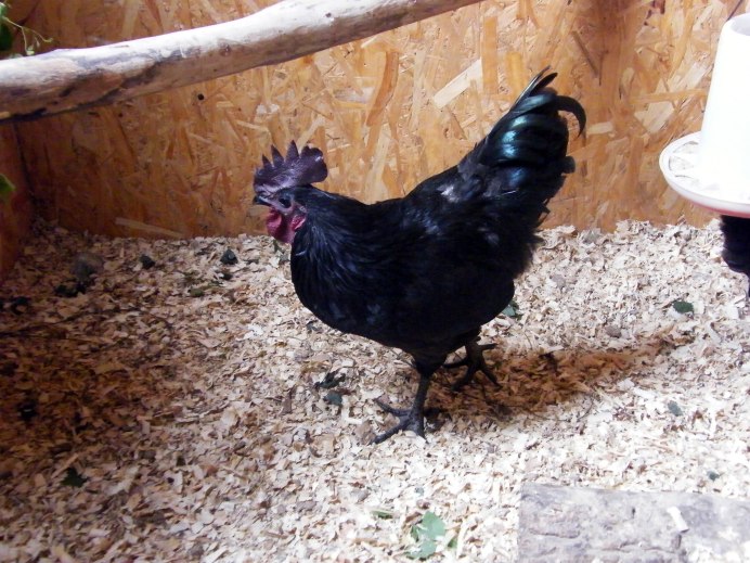 Лакеданзи и Ухейилюй