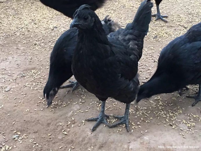 Петух породы Ухейилюй