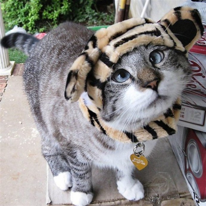 Косоглазый кот Спанглс