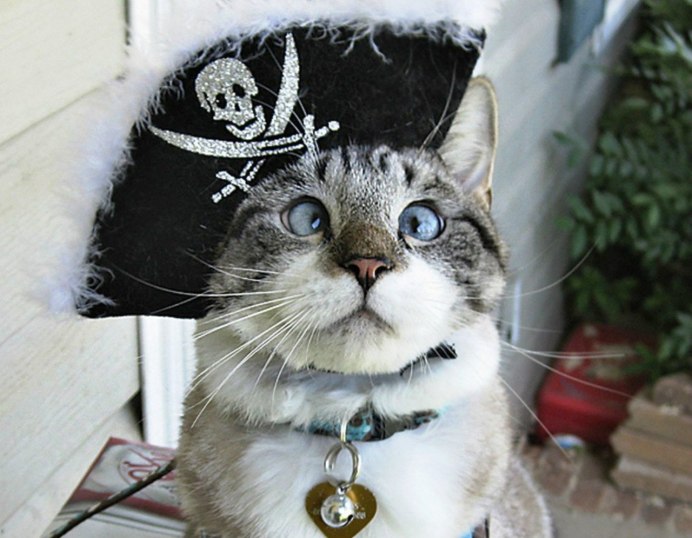 Кот пират