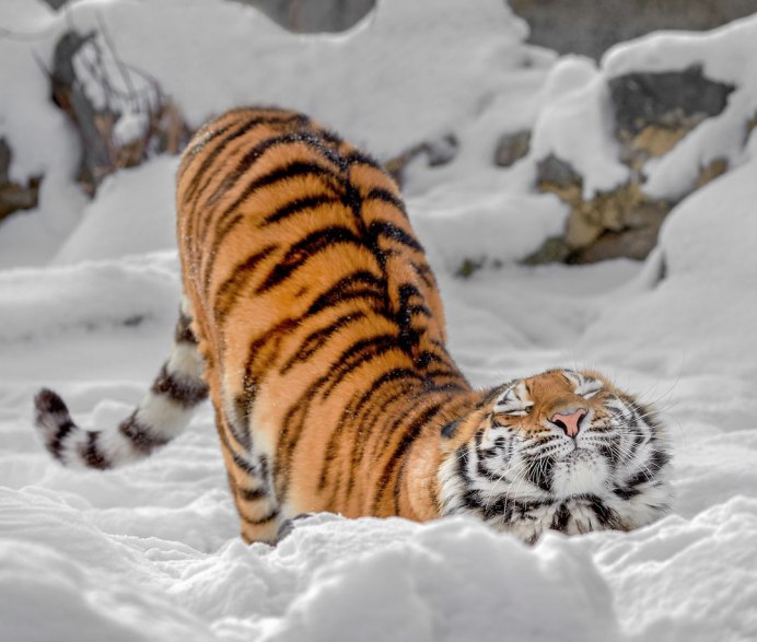 Кот заглядывает в камеру