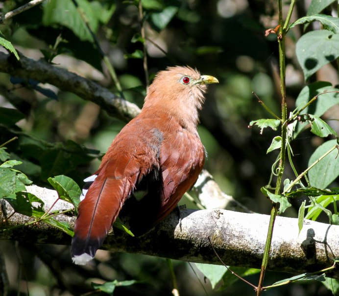 Scytalopus perijanus