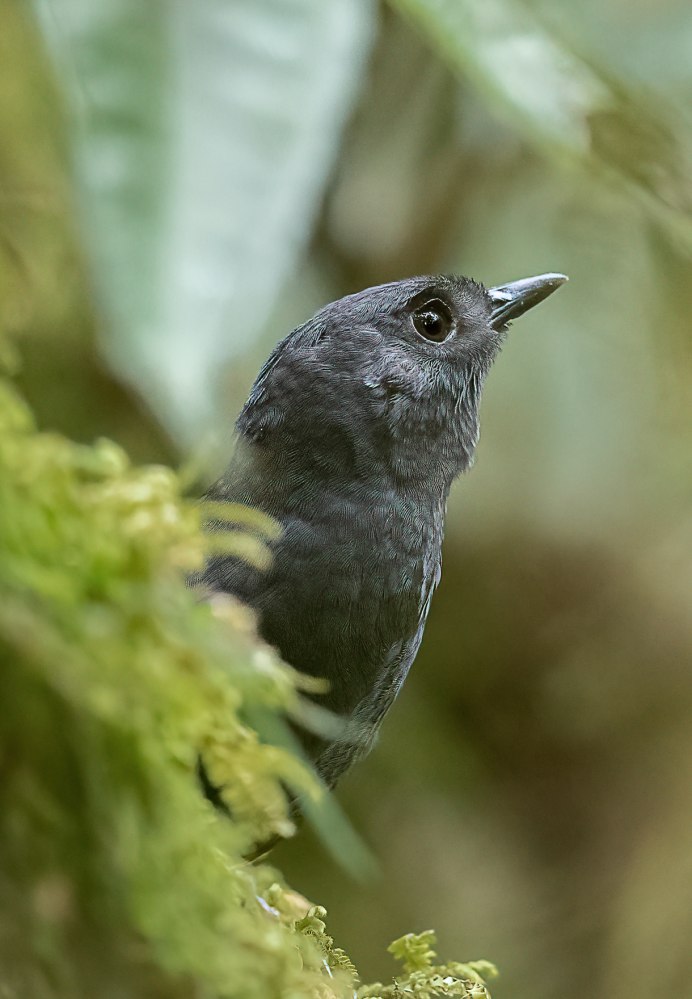 Scytalopus perijanus