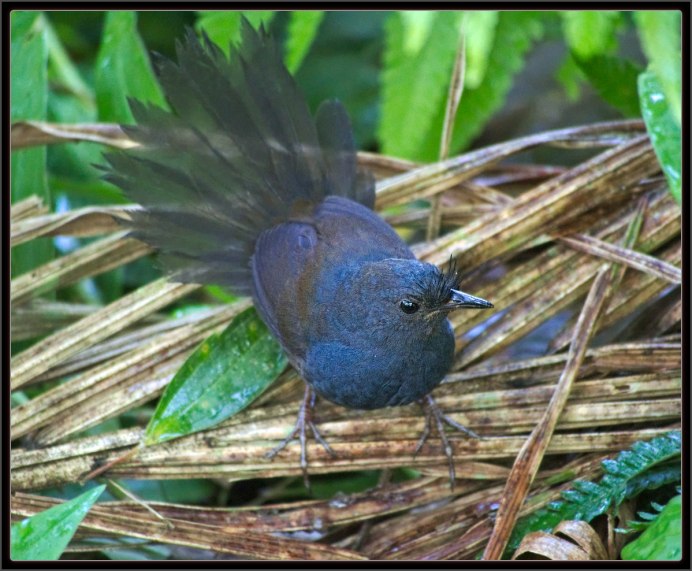 Scytalopus perijanus