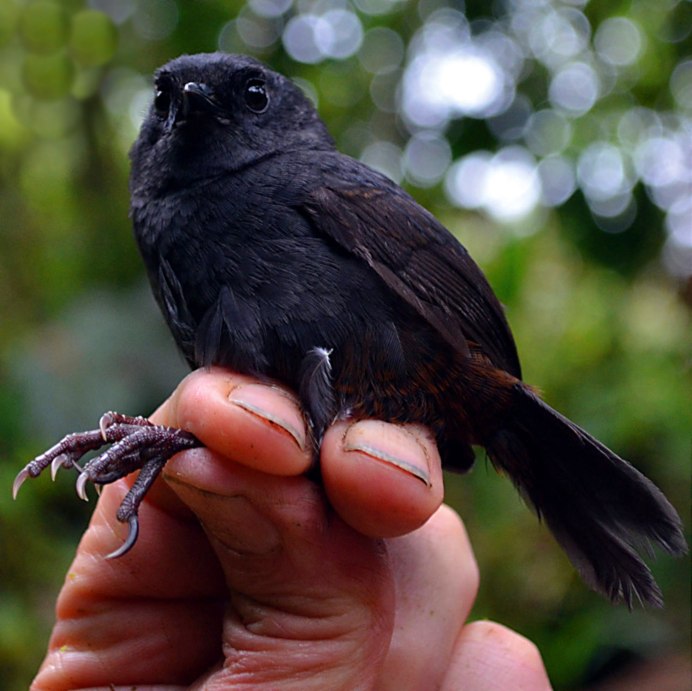 Scytalopus alvarezlopezi