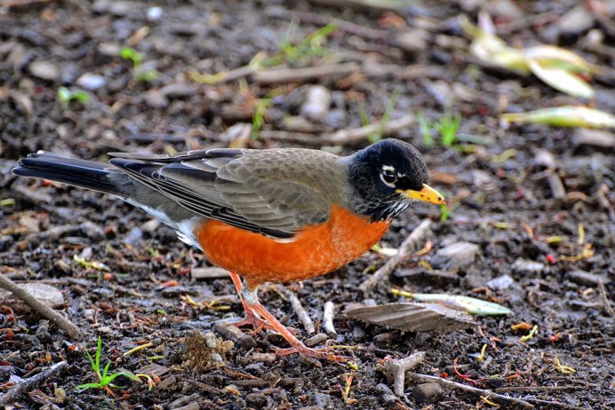 Scytalopus perijanus