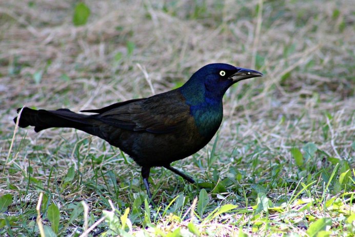 Birds horizontal