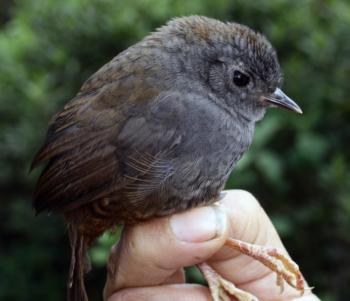 Scelorchilus rubecula