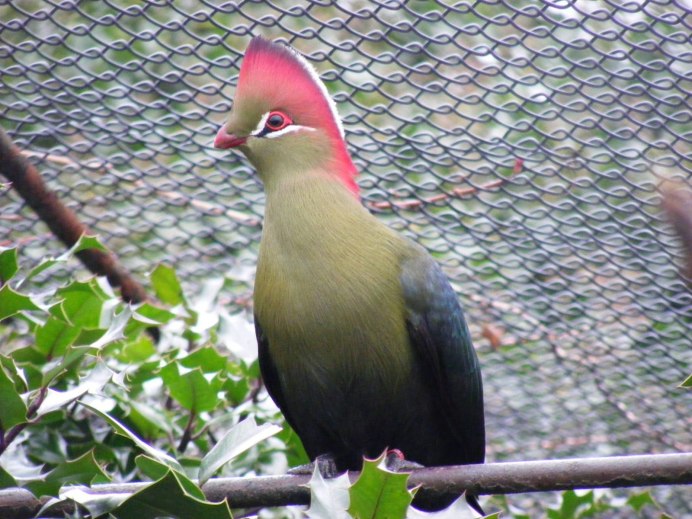 Scytalopus gonzagai