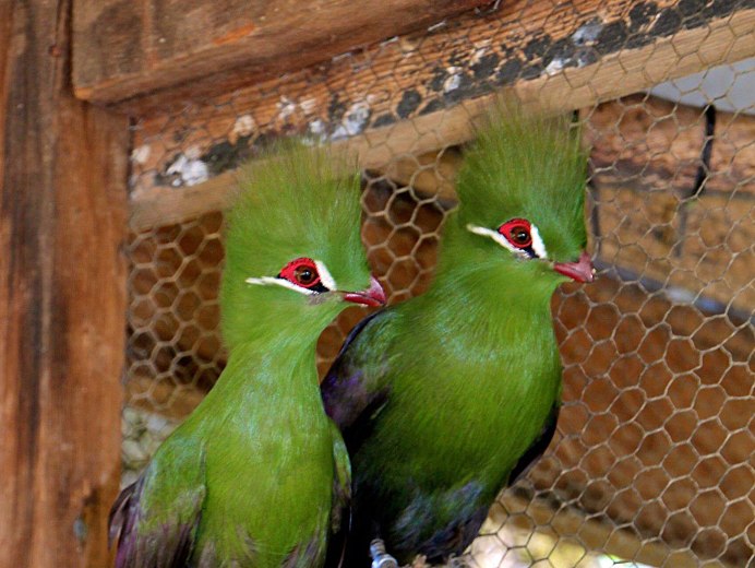 Scytalopus alvarezlopezi