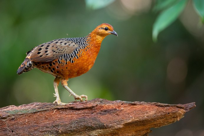 Scytalopus perijanus