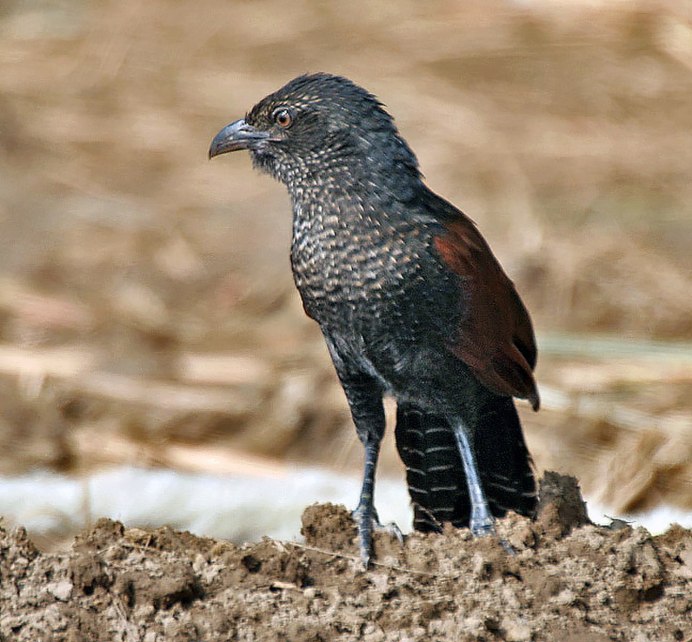 Bird of Columbia