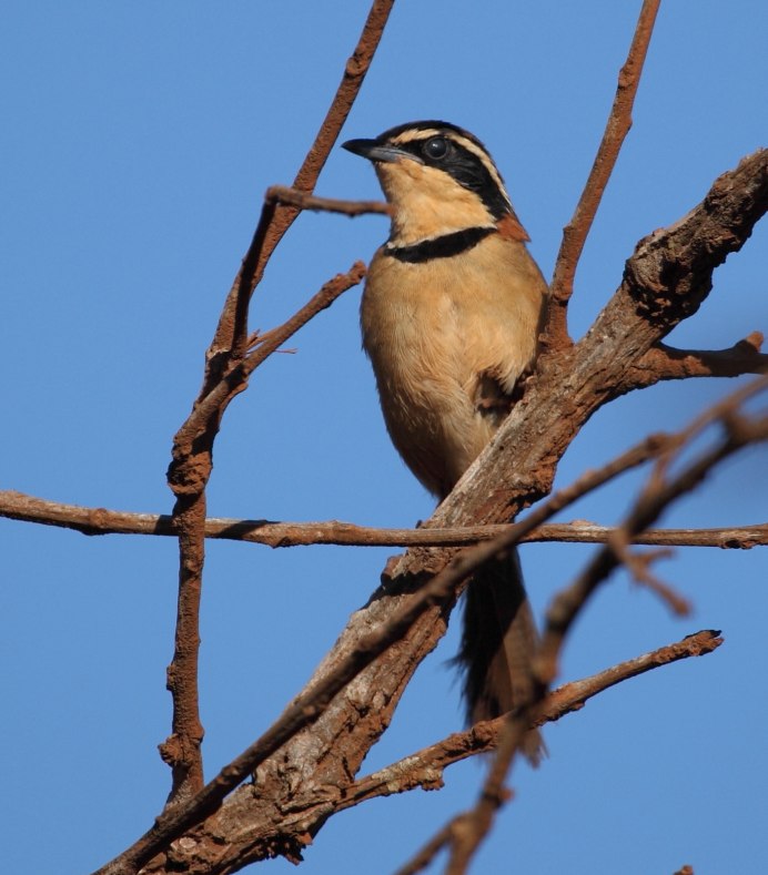 Scytalopus gonzagai