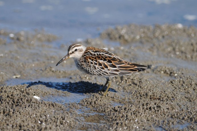Limicola falcinellus