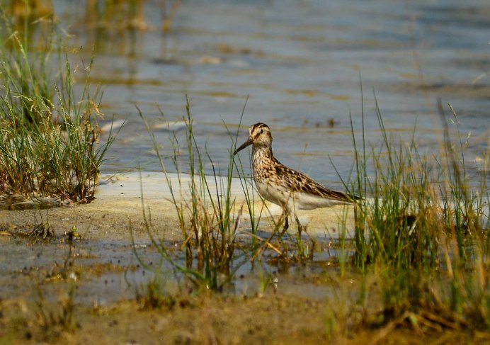 Грязовик Limicola falcinellus