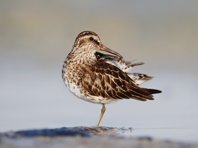 Calidris ferruginea