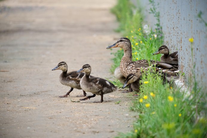 Каменушка птица