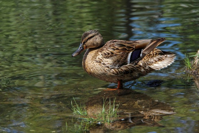 Дикие утки Огарь