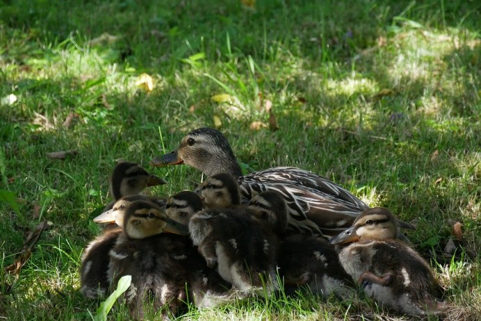 Утка чирок свистунок
