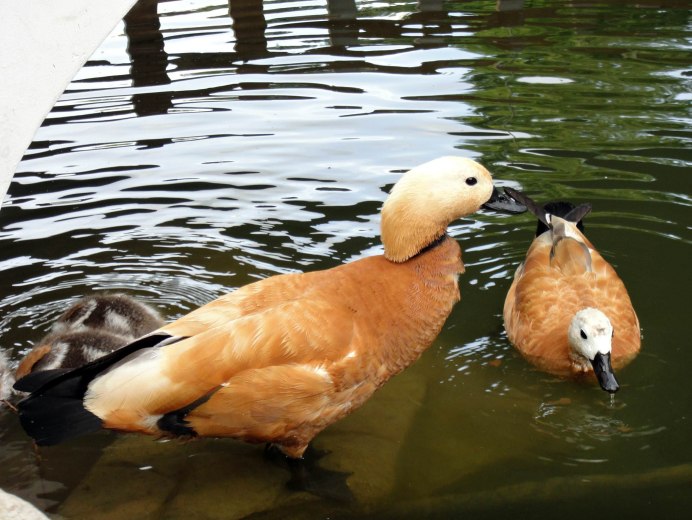 Утки огари в парке Горького