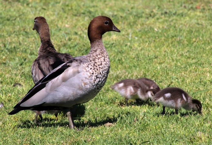 Утки семейство