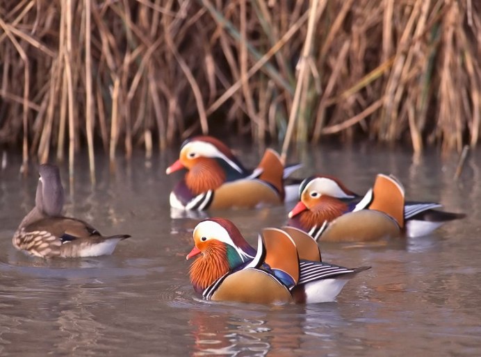 Охрана уток